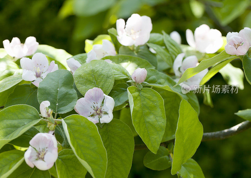 木瓜春天开花(Cydonia oblonga)